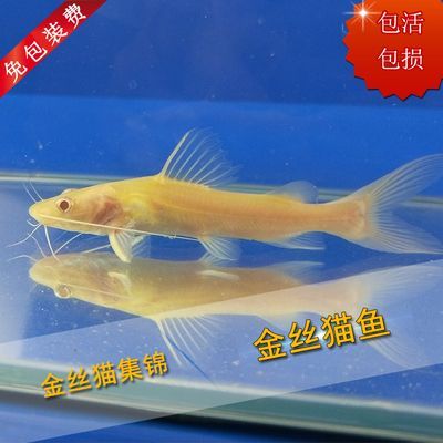 黃金招財(cái)龍魚（黃金招財(cái)龍魚和金龍魚能混養(yǎng)嗎招財(cái)魚和金龍魚能混養(yǎng)嗎） 黃金招財(cái)龍魚（黃金招財(cái)龍魚和金龍魚能混養(yǎng)嗎招財(cái)魚和金龍魚能混養(yǎng)嗎） 龍魚百科 第1張
