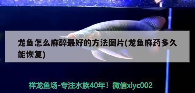龍魚麻醉后多久喂食比較好：龍魚在麻醉后需要至少等待24小時才能開始喂食