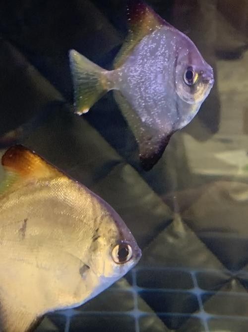 黃鰭鯧和龍魚混養(yǎng)視頻大全圖片