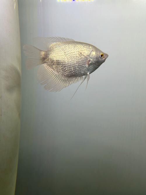 黃鰭鯧和龍魚混養(yǎng)視頻大全圖片