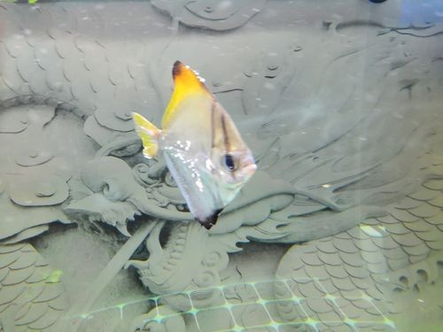 黃鰭鯧和龍魚混養(yǎng)視頻大全圖片