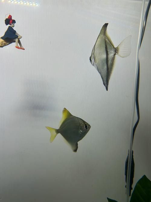 黃鰭鯧和龍魚混養(yǎng)視頻大全圖片