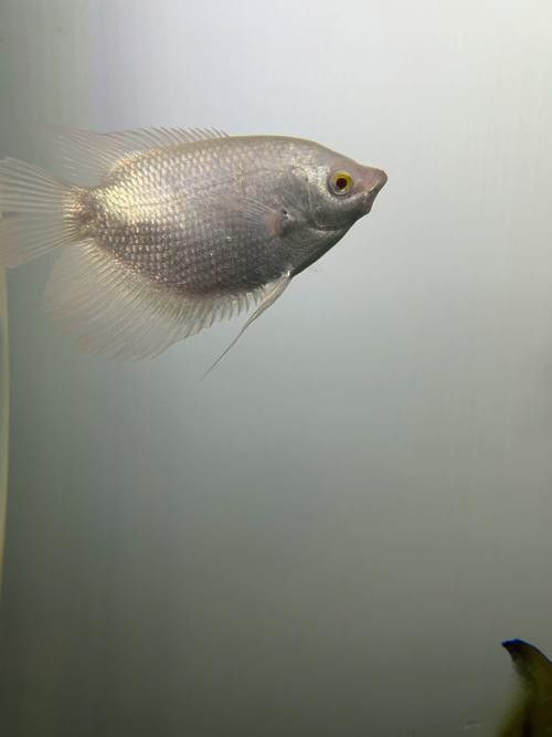 黃鰭鯧和龍魚混養(yǎng)視頻大全圖片