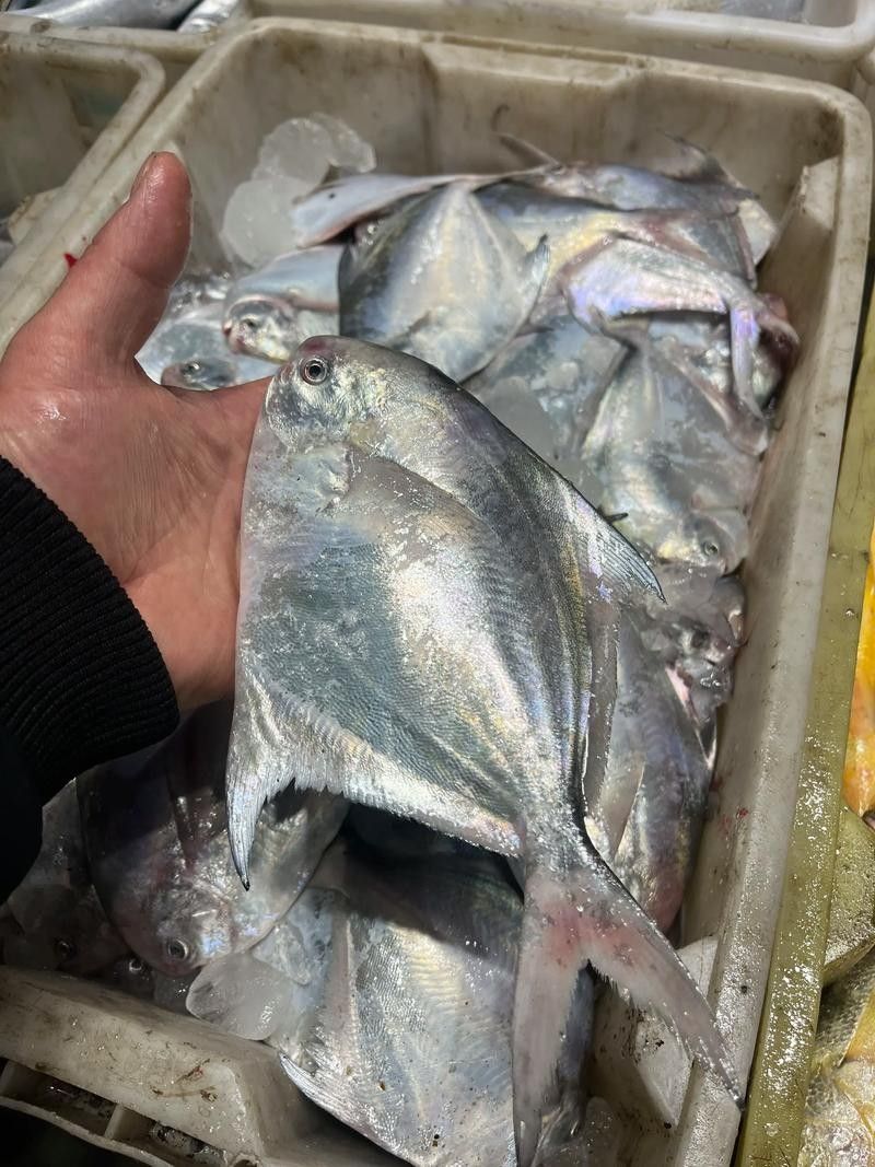 黃鰭鯧和龍魚混養(yǎng)視頻大全圖片