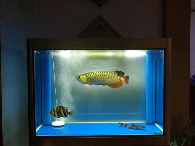 黃鰭鯧和龍魚混養(yǎng)視頻大全圖片