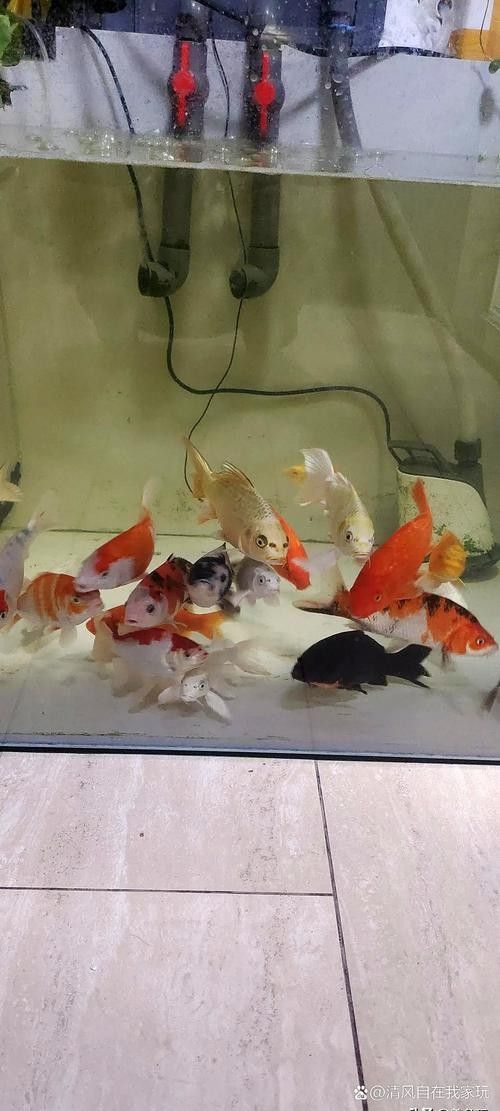黃鰭鯧和龍魚混養(yǎng)視頻大全圖片