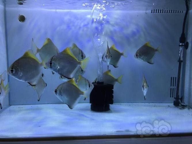 黃鰭鯧和龍魚混養(yǎng)視頻大全圖片