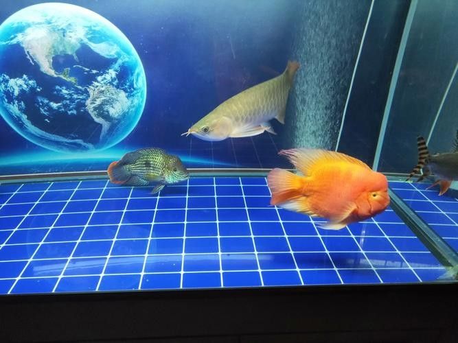 黃鰭鯧和龍魚混養(yǎng)視頻大全圖片
