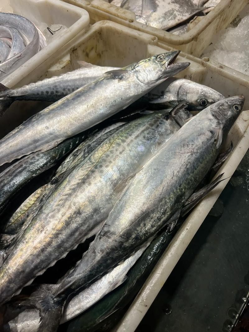 黃鰭鯧和龍魚混養(yǎng)視頻大全圖片