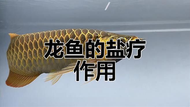 龍魚漲肚后如何急救？