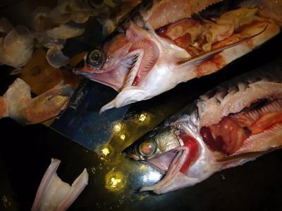 龍魚咀嚼食物的現象可能與其生理特性、食物的新鮮程度等多種因素有關：龍魚咀嚼食物不吞咽的原因