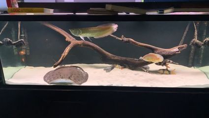 銀龍魚是底層魚嗎（銀龍魚不是底層魚而是中上層魚，而是中上層魚）