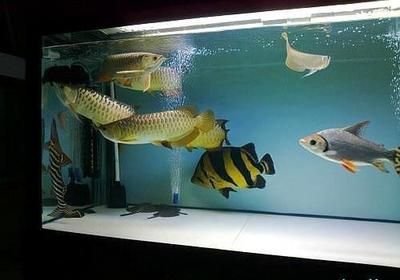 銀龍魚是底層魚嗎（銀龍魚不是底層魚而是中上層魚，而是中上層魚）