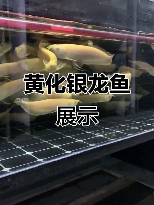 金色銀龍魚價格多少錢一只圖片大全
