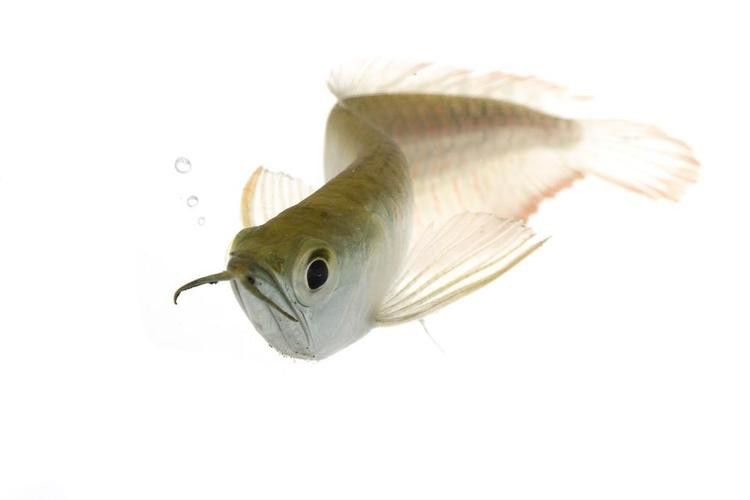 金色銀龍魚價格多少錢一只圖片大全