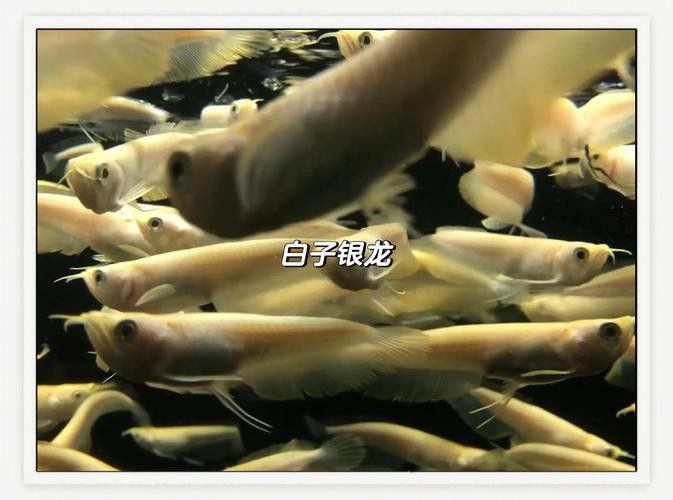 金色銀龍魚價格多少錢一只圖片大全