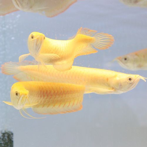 金色銀龍魚價格多少錢一只圖片大全