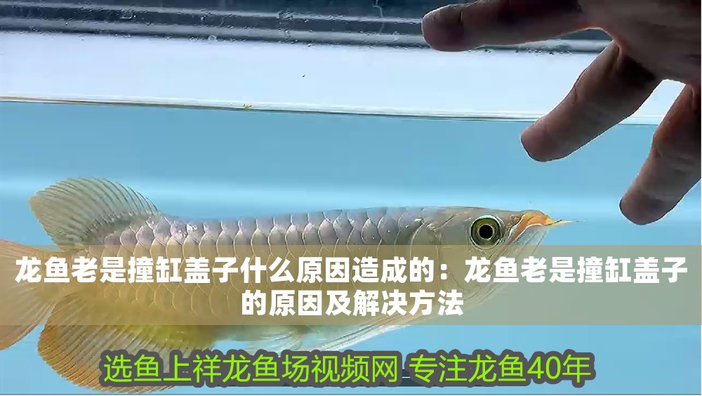龍魚老是撞缸蓋子什么原因造成的：龍魚老是撞缸蓋子的原因及解決方法