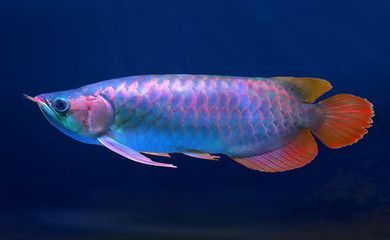彩色銀龍魚是什么品種(彩色銀龍魚與普通銀龍魚實(shí)際上是同一個(gè)物種的物種) 龍魚百科 第2張 彩色銀龍魚是什么品種(彩色銀龍魚與普通銀龍魚實(shí)際上是同一個(gè)物種的物種) 彩色銀龍魚是什么品種(彩色銀龍魚與普通銀龍魚實(shí)際上是同一個(gè)物種的物種) 龍魚百科 第2張