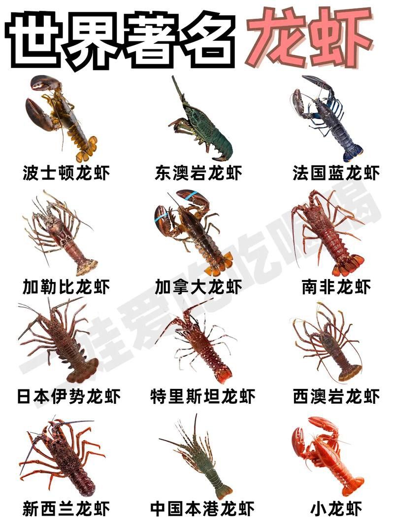 有沒有不同種類的龍蝦圖片？
