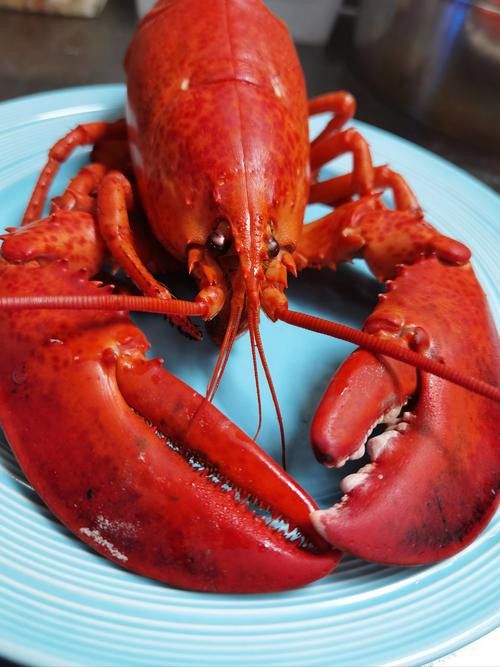 有沒有不同種類的龍蝦圖片？