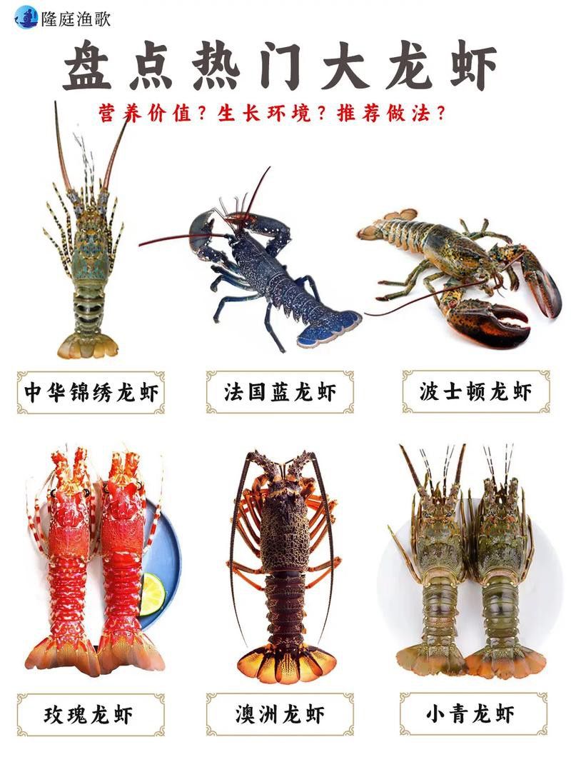 有沒有不同種類的龍蝦圖片？