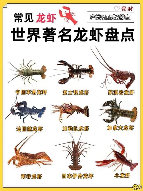 有沒有不同種類的龍蝦圖片？