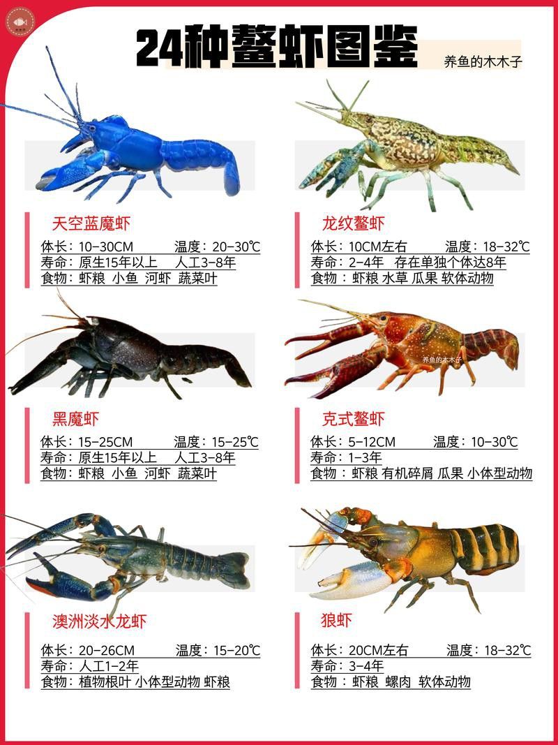 有沒有不同種類的龍蝦圖片？