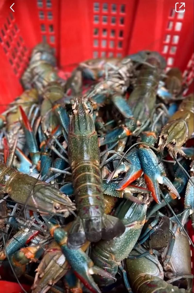 有沒有不同種類的龍蝦圖片？