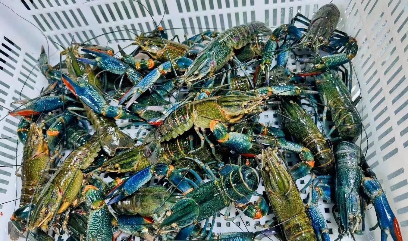 有沒有不同種類的龍蝦圖片？