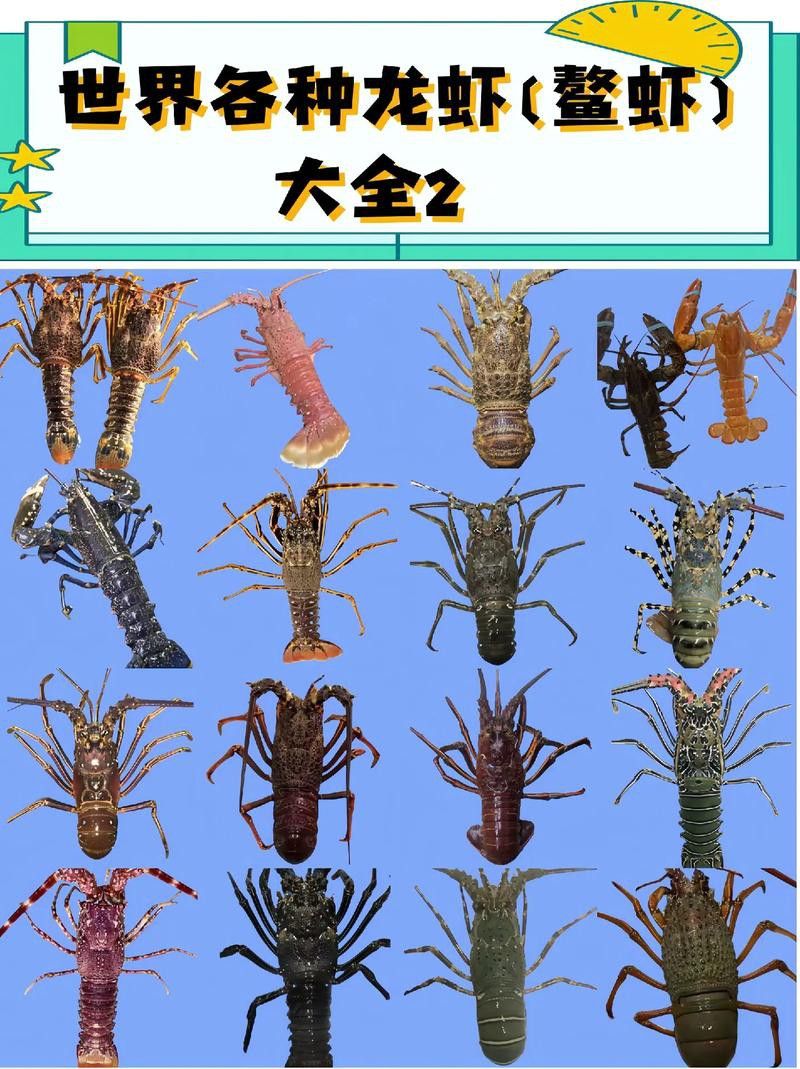 有沒有不同種類的龍蝦圖片？