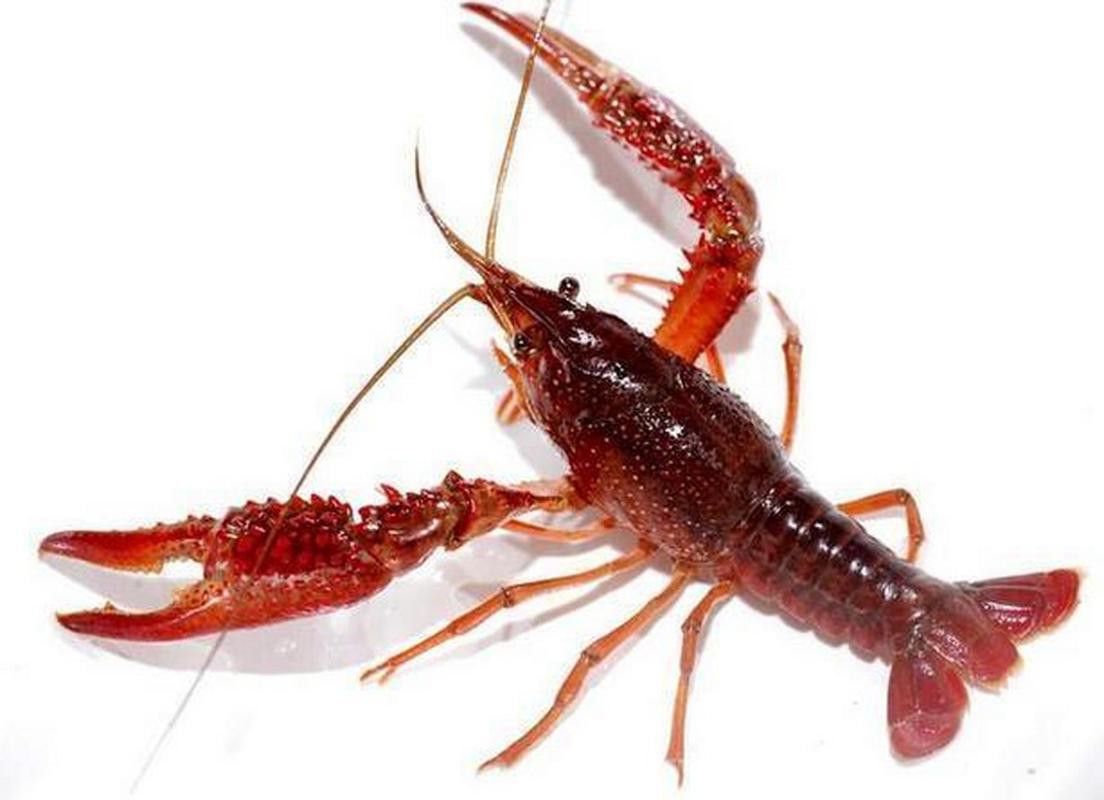 有沒有不同種類的龍蝦圖片？