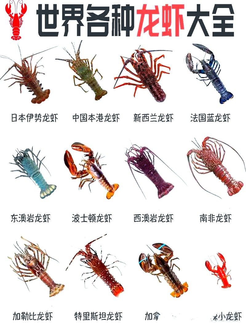 有沒有不同種類的龍蝦圖片？