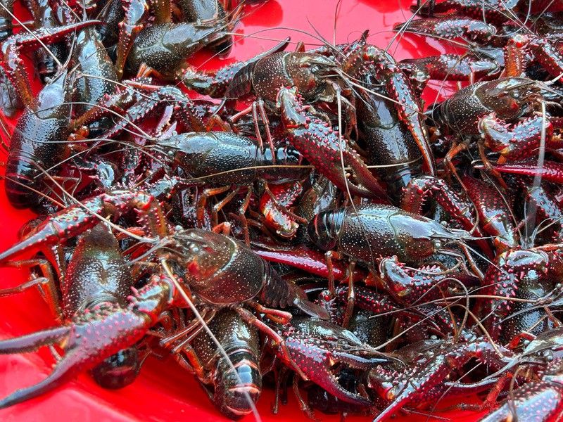 有沒有不同種類的龍蝦圖片？