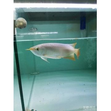 龍魚(yú)商城是什么平臺(tái)（龍魚(yú)商城二手商品鑒定服務(wù)）