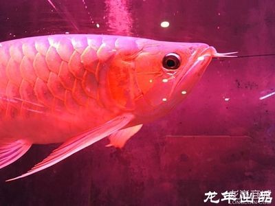 龍魚(yú)商城是什么平臺(tái)（龍魚(yú)商城二手商品鑒定服務(wù)）