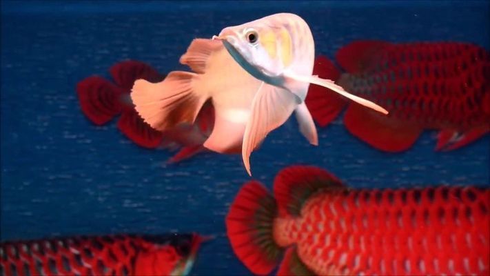 龍魚游姿前高后低怎么回事：寵物醫(yī)生：龍魚游姿前高后低可能是由以下幾個(gè)原因造成的