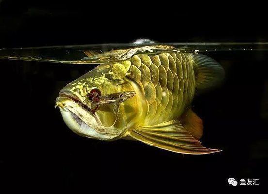 龍魚沒力氣啥問題：龍魚沒力氣可能存在的問題