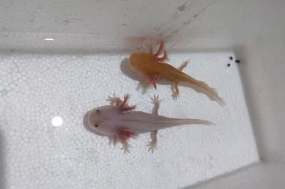 龍魚尾巴散了怎么回事兒：龍魚尾巴散了可能由多種原因造成，龍魚自殘行為的預防方法