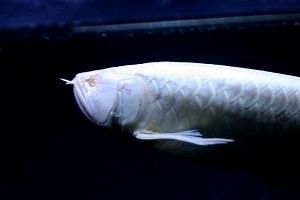 龍魚手術后注意什么：龍魚手術后如何保持水質，龍魚術后預防感染方法需要注意以下幾個方面