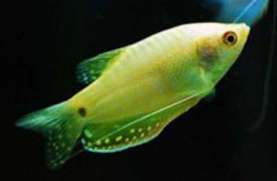 龍魚眼睛異常的處理方法：龍魚眼睛異常可能是由于多種原因引起的，營養補充方案