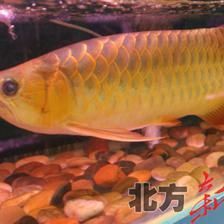 價值百萬的龍魚有哪些品種（中國最貴的龍魚品種價值100萬網友大為震撼）