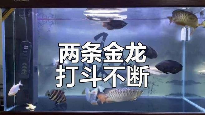 金龍魚什么魚都打