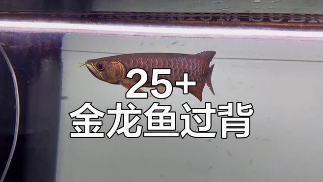 如何讓金龍魚快速爬背？