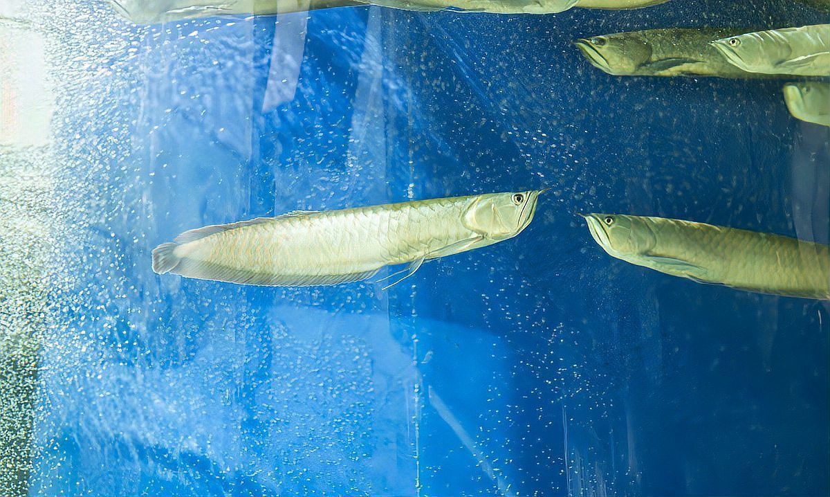 龍魚立起來了,怎么救