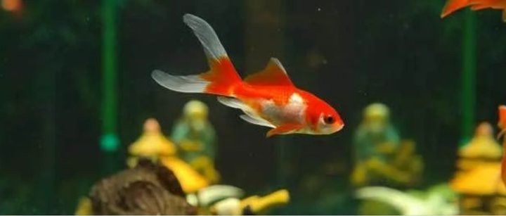 金龍魚鱗片發白會傳染嗎？