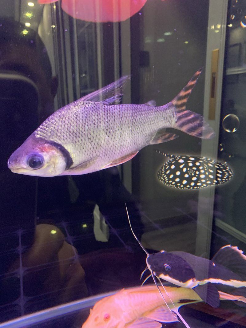 金龍魚鱗片發白會傳染嗎？