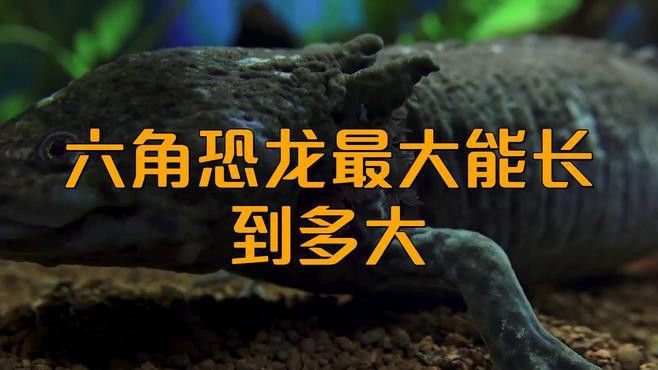 六角恐龍魚最大可以長多大了啊