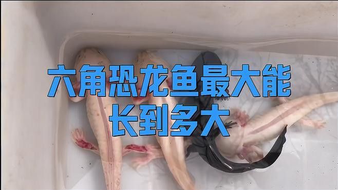 六角恐龍魚最大可以長多大了啊