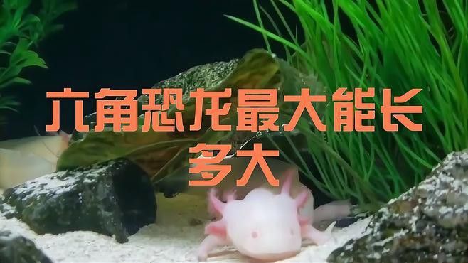六角恐龍魚最大可以長多大了啊